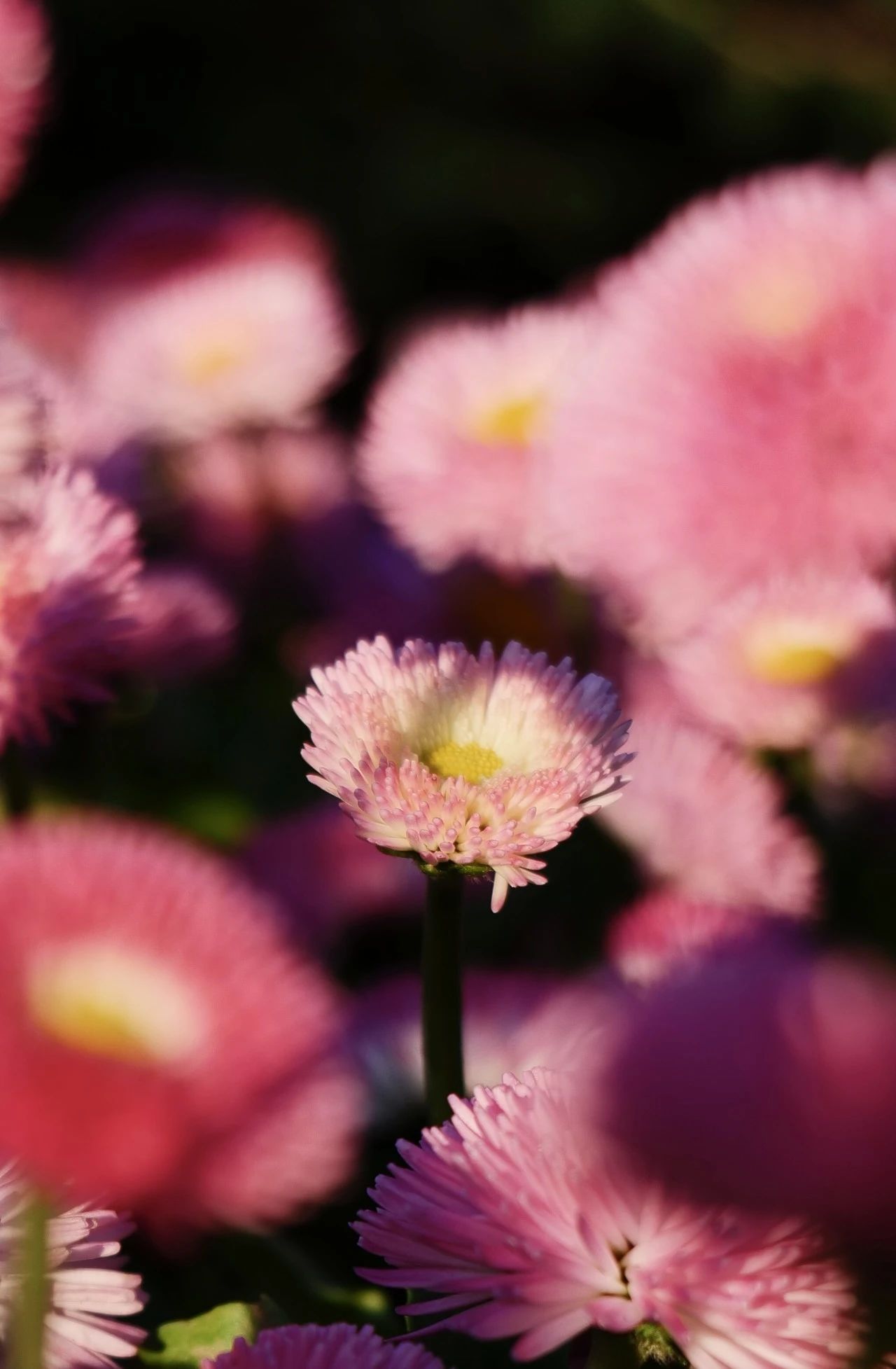 银娱优越会·GEG(中国)股份有限公司