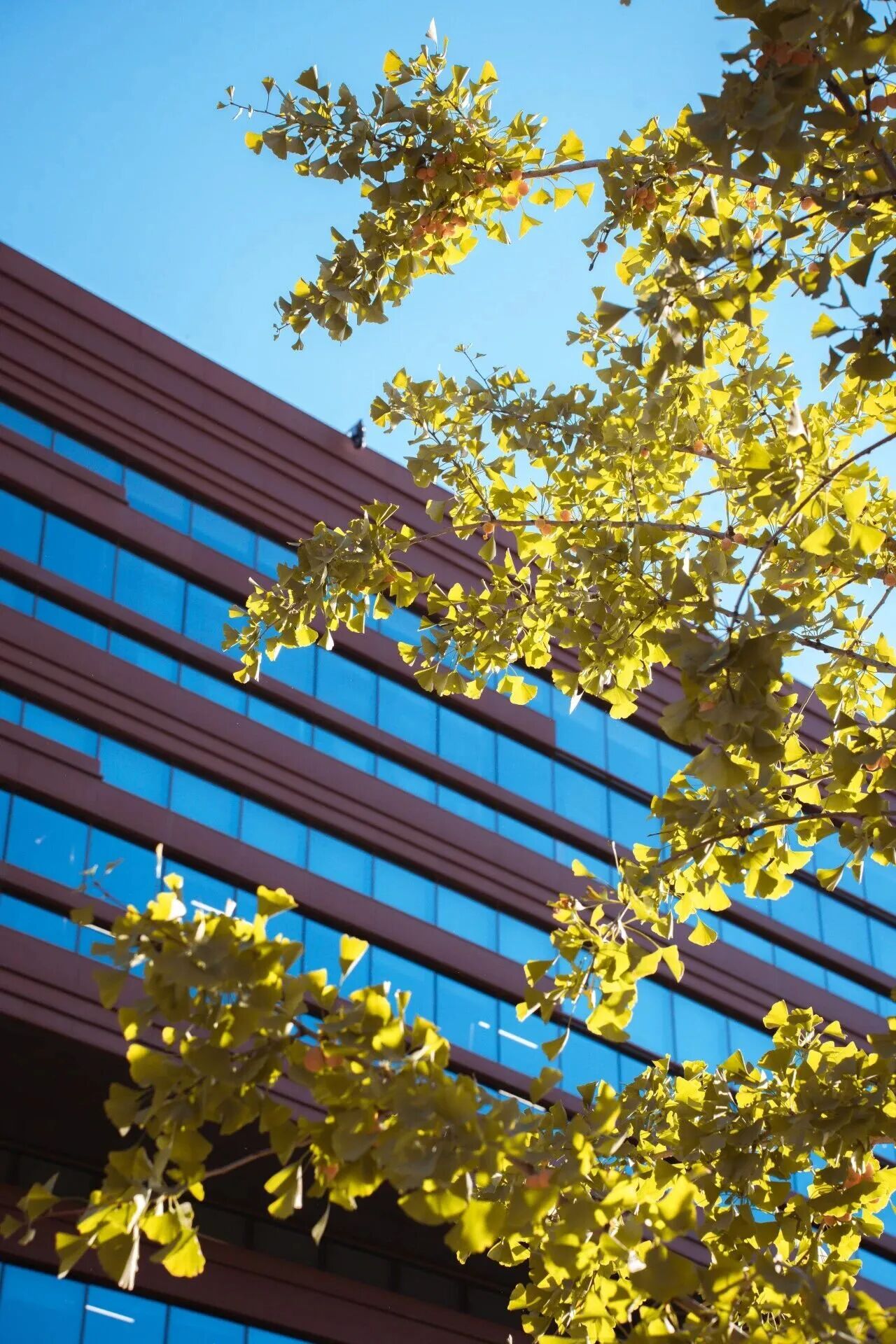 银娱优越会·GEG(中国)股份有限公司