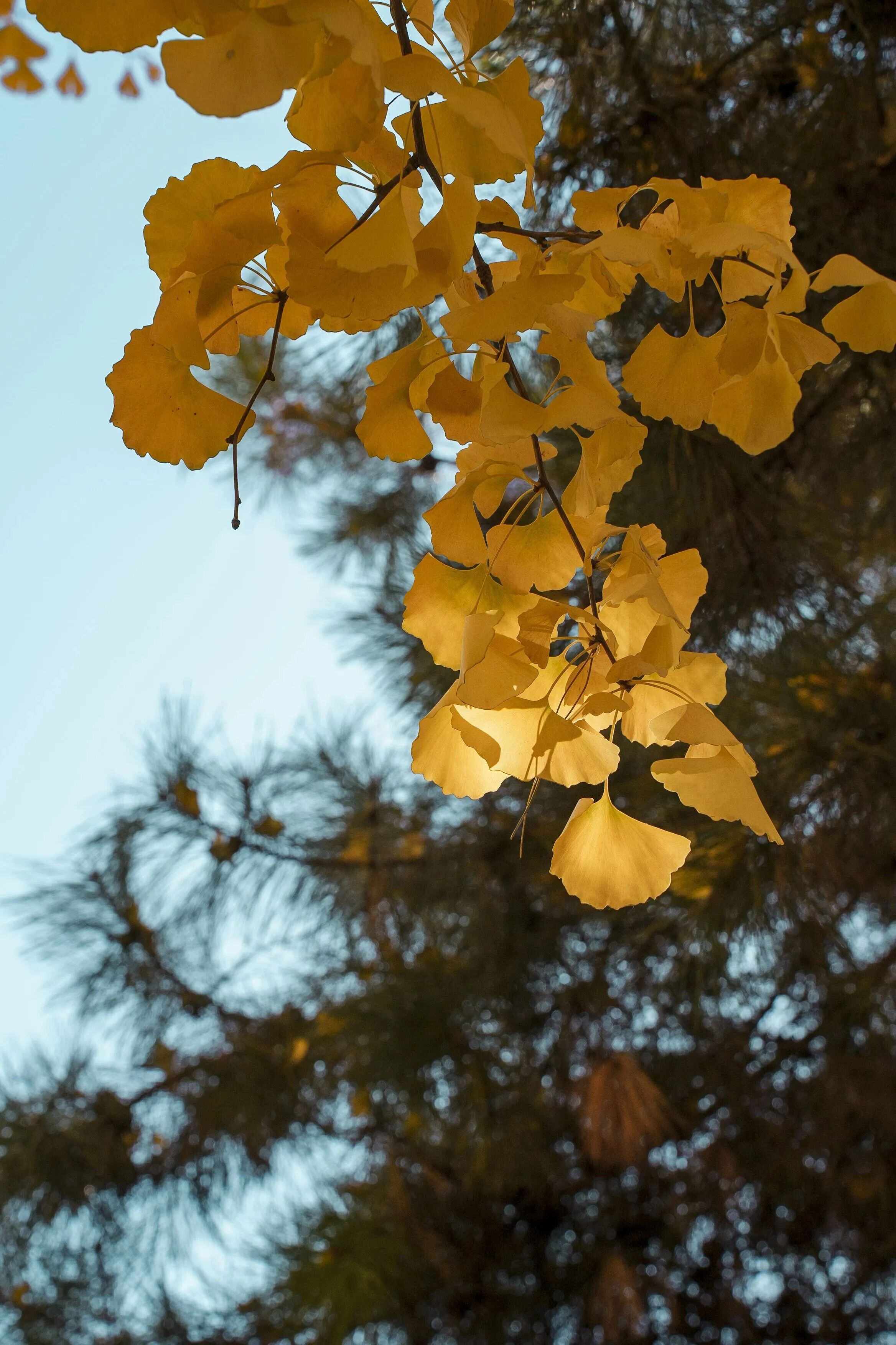 银娱优越会·GEG(中国)股份有限公司